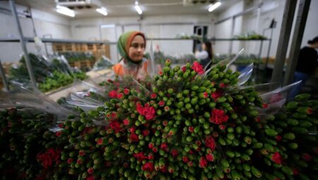 En fazla karanfil gönderiyoruz! Türkiye’den 73 ülkeye çiçek ihracatı