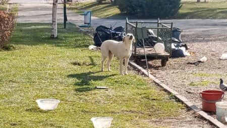 Eskişehirli vatandaşlardan belediyeye ait parktaki köpeklere tepki