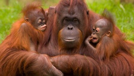 Fil, Orangutan, İmparator Penguen… Evlat Edinebileceğinizi Biliyor Muydunuz?