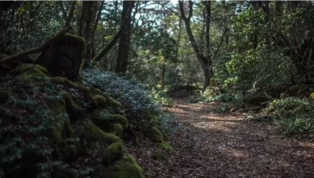 Japonya’nın Aokigahara Ormanı, Neden  ‘İntihar Ormanı’ Olarak Adlandırılıyor?