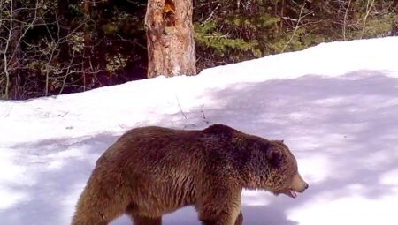 Kars’ta takip edilen ayılardan 6’sı kış uykusuna yattı