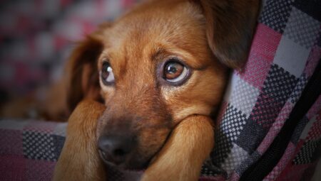 Kış Aylarında Kedinizin ve Köpeğinizin Üşüdüğünü Nasıl Anlarsınız?