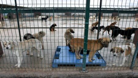 Okul Kampüsü Köpeklere Dar Oldu: YTÜ’de Toplanan Köpeklerin Akıbeti Belli Değil!