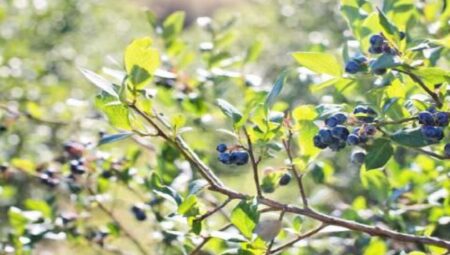 Türkiye yaban mersini üretiminde “Alova Farm” ile dünya pazarına açılacak