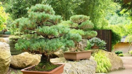 Türkiye’de bir ilk: Yalova’da bonsai müzesi kuruluyor