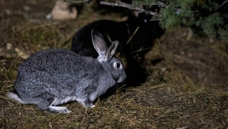 Ankara’da 50’ye yakın evcil tavşan yola bırakıldı