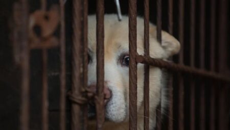 Güney Kore, köpek eti yemeyi yasaklayan  tartışmalı uygulamaya son veren yasa tasarısını kabul etti