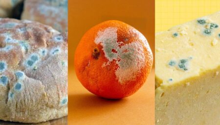 Ekmeğin, Peynirin ya da Meyvelerin Küflü Kısmını Kesip, Geri Kalan Kısmını Yemek Sağlıklı Mıdır?