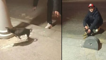 Kaçak elektrik testi için köpeği deneyim ettiler!