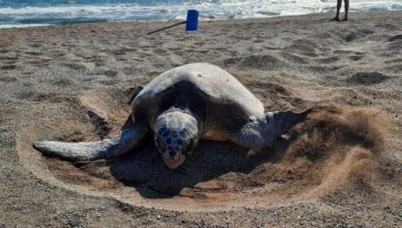 Deniz Kaplumbağaları Çiftleşme Sırasında Sessizlik İstiyor: Doğal Yaşamı Tehlikeye Atmayın!