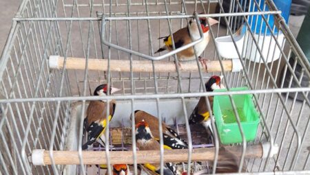 Yasa Dışı Yollarla Saka Kuşu Yerine Girenler Yakalandı! – Türkiye’de Son Dakika Operasyonu