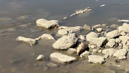 Denizlerdeki Kötü Koku ve Balık Ölümleri Şaşkına Çeviriyor: Araştırma Başladı!