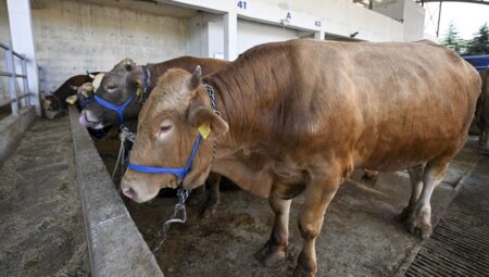 Vekalet Kurban Kesimi: Et Satışı ve Paylaşımı Hakkında Merak Edilenler!