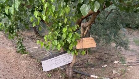 Dut ağacından yemeyenler dikkat! Helal yememek artık haram sayılacak