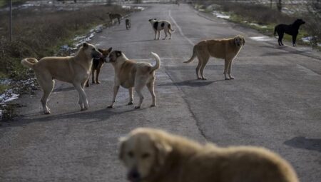 Sokak hayvanları için tarihi karar alındı! Kanun teklifi komisyonda onaylandı