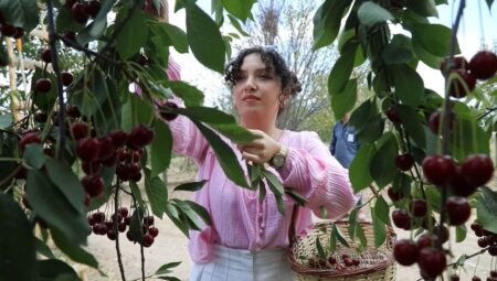 Hasat 15 gün önce başladı! Türkiye’de tarladan sofraya yolculuk başladı