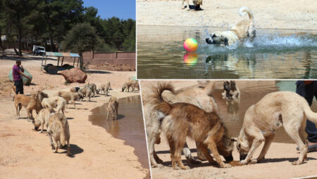 Sokak Hayvanlarına Yönelik Şiddet Artık Yasal Suç!