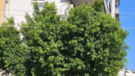 Ağaçlarla kaplı mahalledeki elektrik telleri çocuk parkı ve evleri tehlikeye atıyor