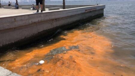 Körfezdeki Renk Değişimine Plankton Çoğalması mı, Kirlilik mi Sebep?