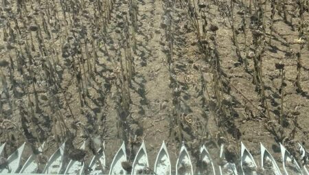 Kırklareli Tarlalarında Ayçiçeği Hasadı Başladı – Son Dakika Tarım Haberleri