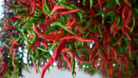 Türkiye’nin lezzet bombası: Karaağaç acı biberi kuruşmaya başladı!