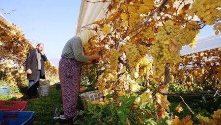 Yılın İlk Gününde Tatlı Bir Sürpriz: Yeni Yıl Sofrasının Yüzde 90’ı Koruma Altında!