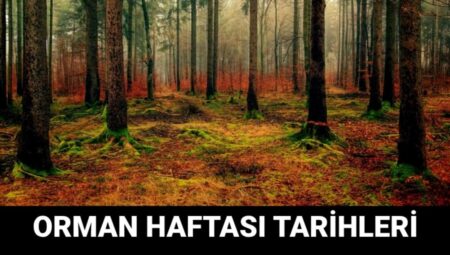 Orman Haftası Ne Zaman? İşte İlham Verici Mesajlar ve Sözler!