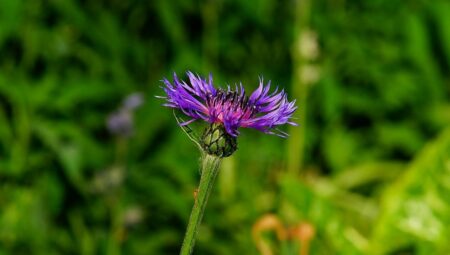 Yaz Gün Dönümü: Doğa ve Kültürle Dolu Olaylar Bu Tarihte Yaşanacak!
