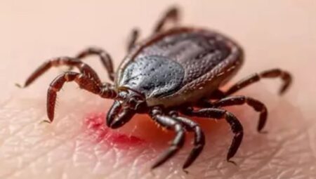 Kene Isırmasında Yapılan Bu Hata, Bulaşıcı Hastalıklara Davetiye Çıkarıyor!