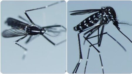 Chikungunya Virüsü: Dünya Genelinde Yaygınlaşan Tehdit ve Belirtileri