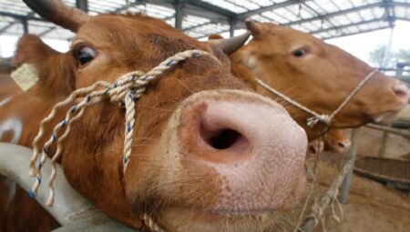 Deli Dana Hastalığı Türkiye’yi Tehdit Ediyor: Yayılım Hızı Endişe Verici!