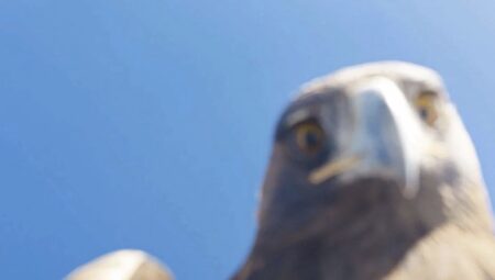 Tunceli’de Kartal Dronu, Zirveye Uçtu!