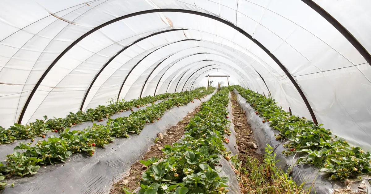 Kışın da Tazeliğiyle Büyülüyor: Üretim Devam Ediyor, Kilogramı 200 Liradan Başlıyor!