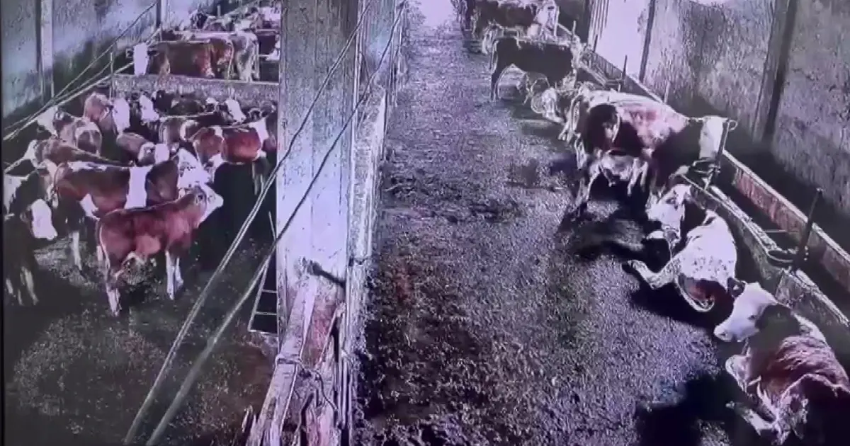 İnekler, İnsanların Duyumadığı Depremi Önceden Sezdi!
