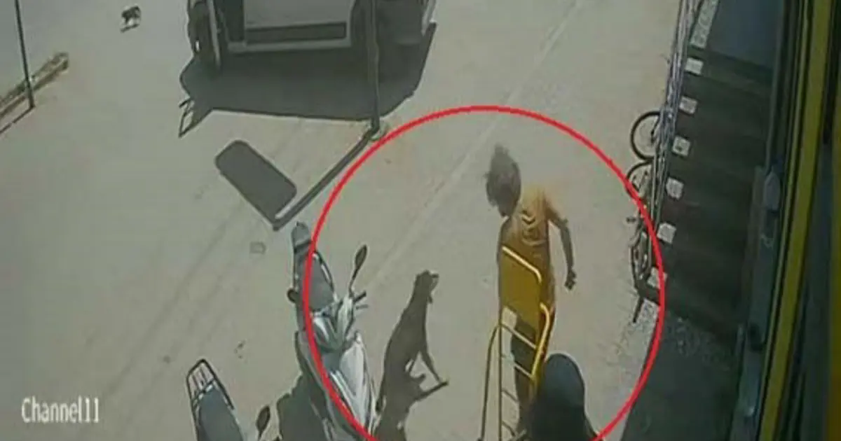 Antalya’da Hayvanlara Şiddet: Kediye Bastı, Köpeği Tekmeledi!