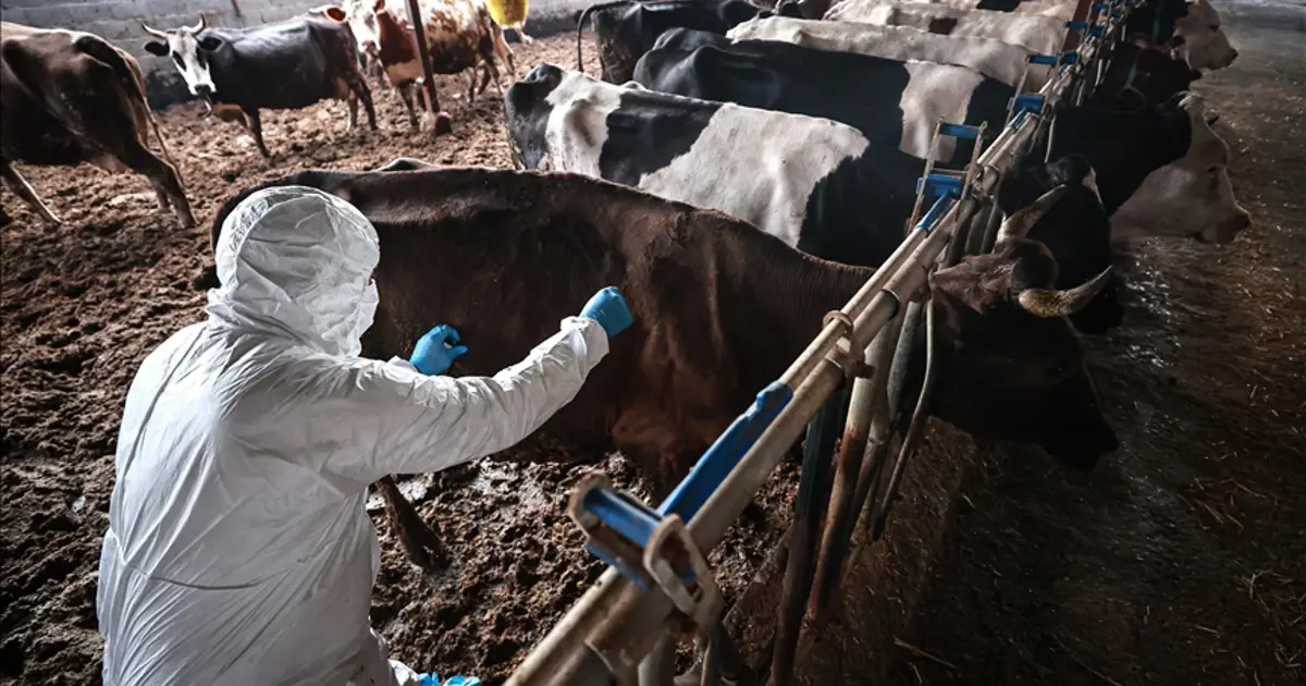 17 Mahallede Şap Hastalığı Nedeniyle Karantina Uygulaması Başlatıldı