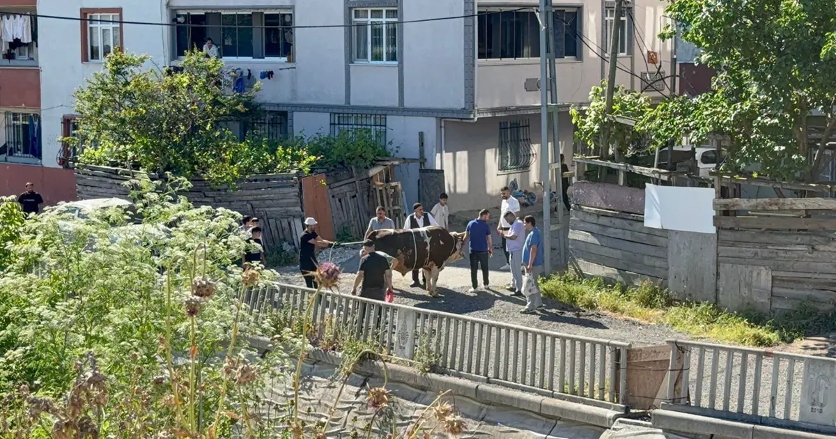 Kaçak Kurban Kesimine Geçit Yok! Sokaklarda, Boş Arsalar ve Site Önlerinde Cezalar Artıyor!