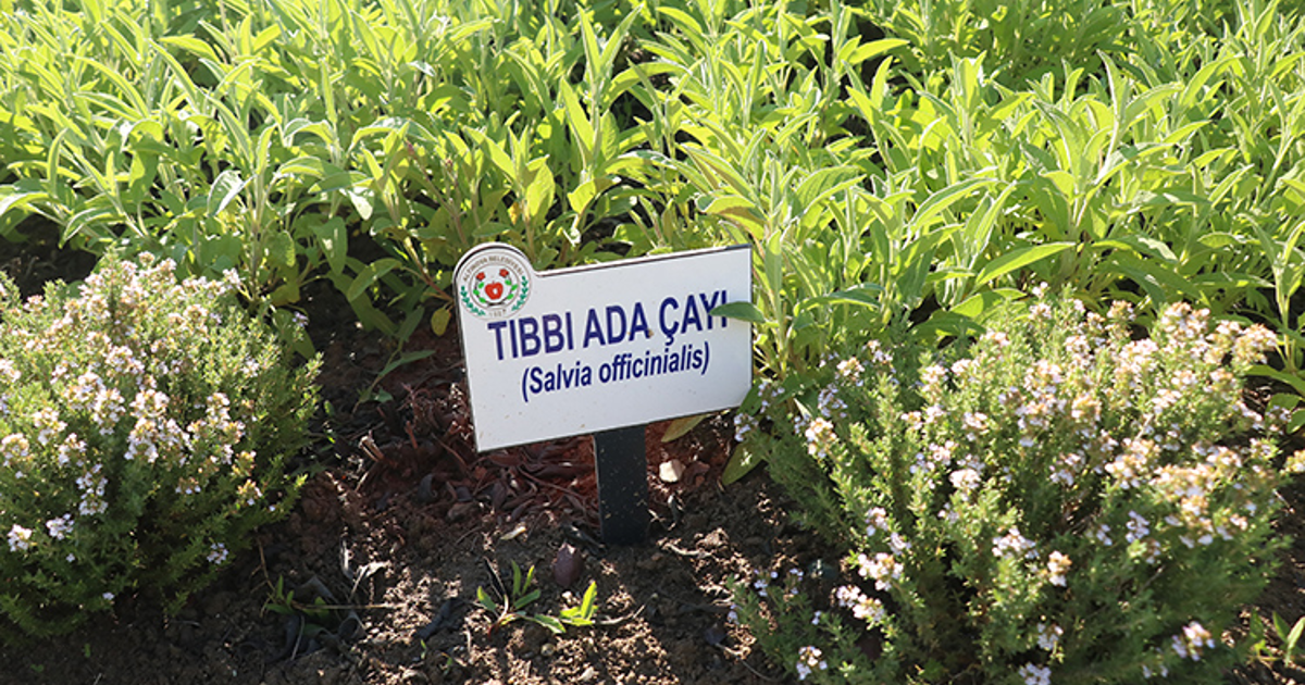 Yeni Dönem: Eczanelerde Tıbbi Bitki Çayları Raflarda!