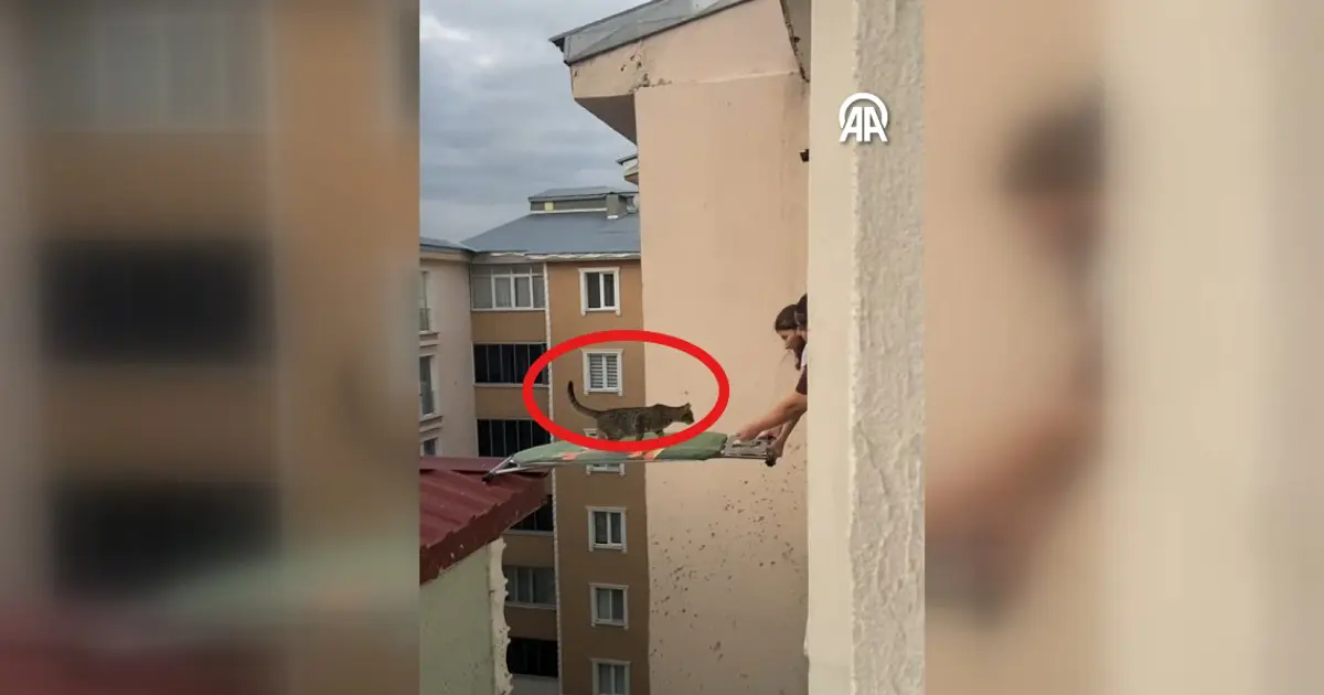 Çatıda Sıkışan Kediye Ütü Masasıyla Cesur Kurtarma Operasyonu!