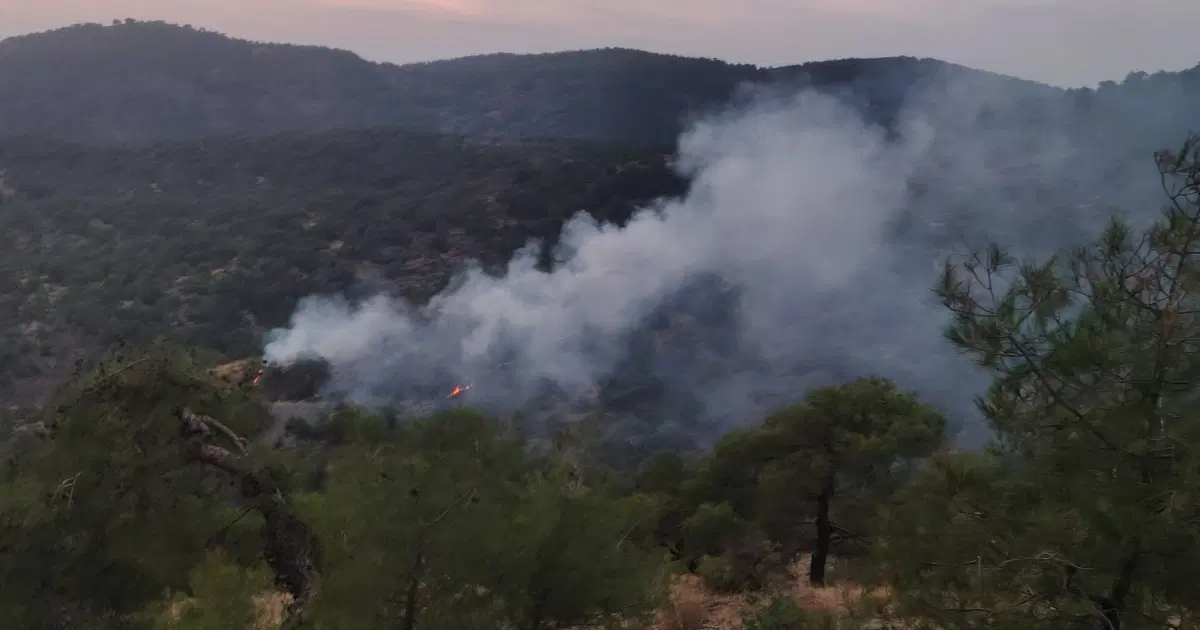 Gaziantep’te Korkutan Orman Yangını: 4 Dönüm Alan Kül Oldu!